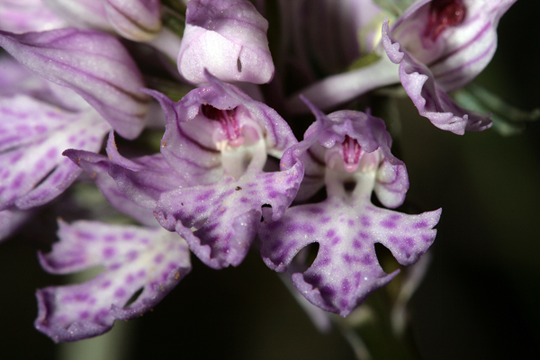 Orchis tridentata .... Un''orchidea al giorno...